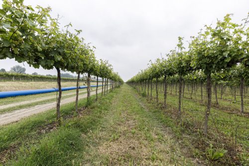 Sistema irriguo del comparto Fosso Vecchio-Bagnacavallo-7